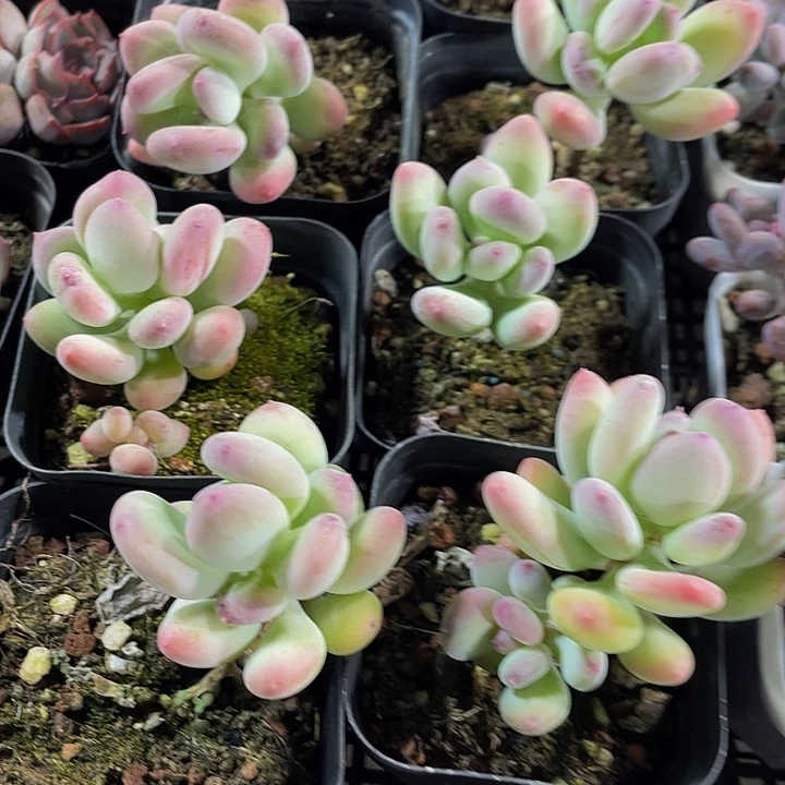苹果奶带盆土发过
