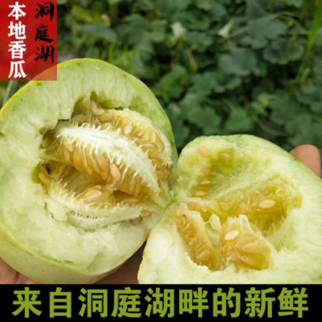 【顺丰包邮】常德洞庭湖甜宝香瓜现摘现发