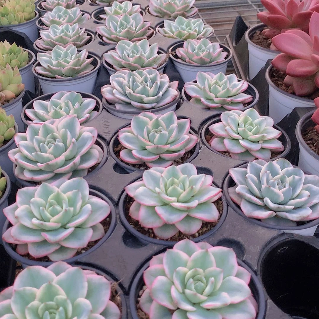 黄桃锦345678899999