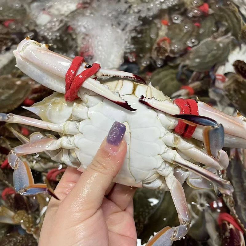 【外卖/自提】【保鲜不包活】鲜活SZX海鲜大咖等