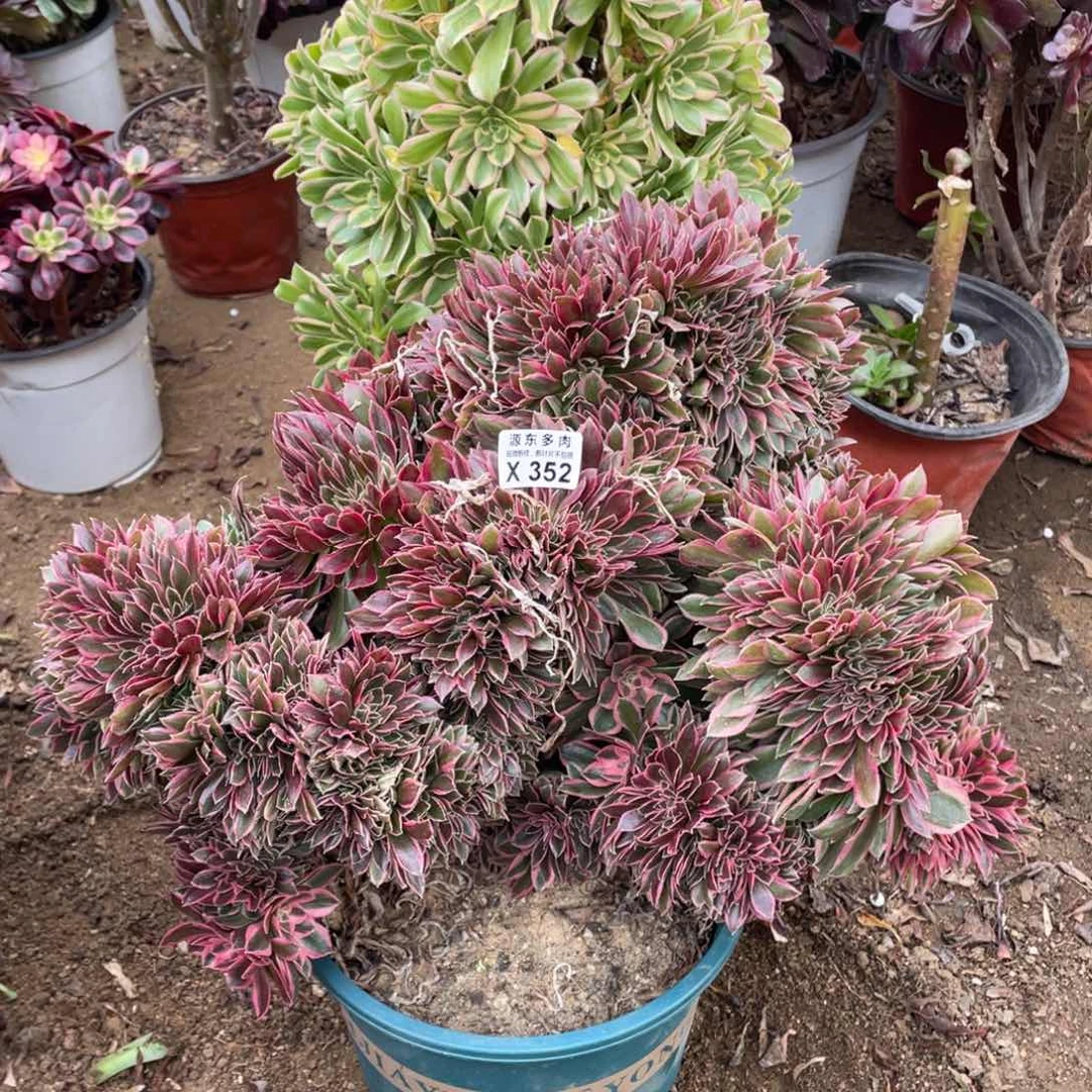 352女神多肉法师断枝不包