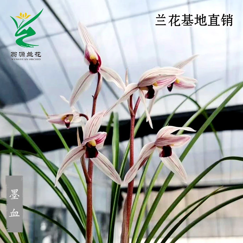 翁源兰花苗高端莲瓣兰墨血细叶经典红舌带花浓香绿植花卉盆栽阳台