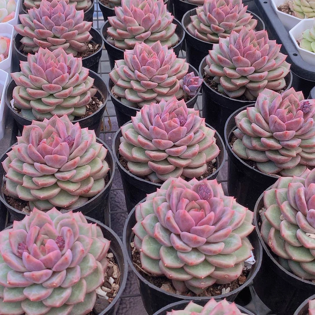 韩心五号2467890000000