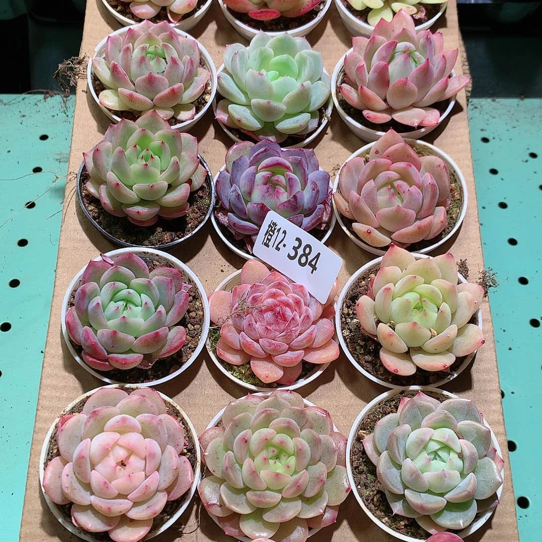 12-384一物一拍带盆18颗