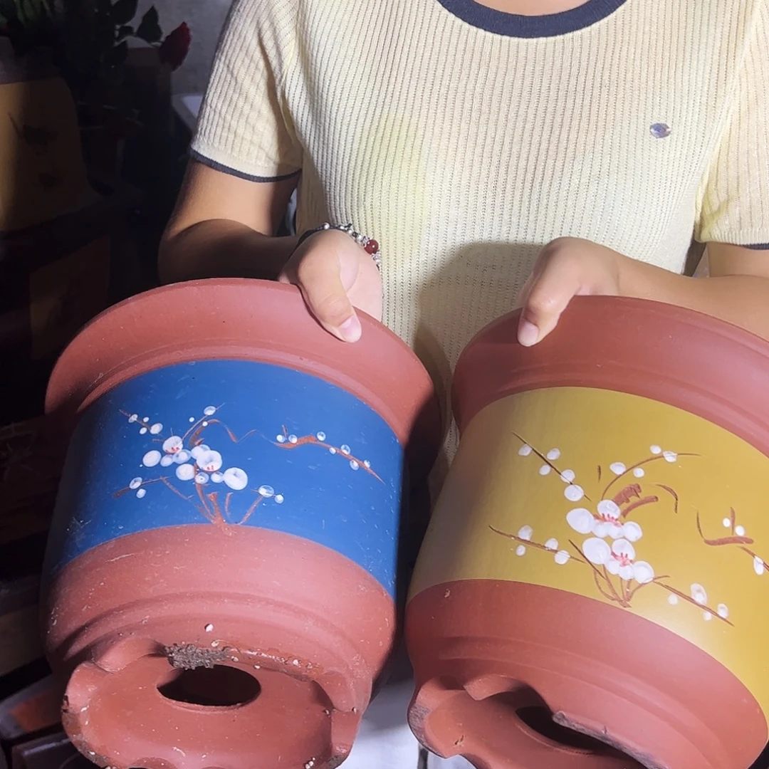 27黄金钟点菜+27蓝金钟点菜