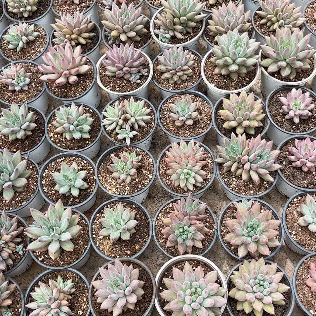 上**痕美人系的链接的，我