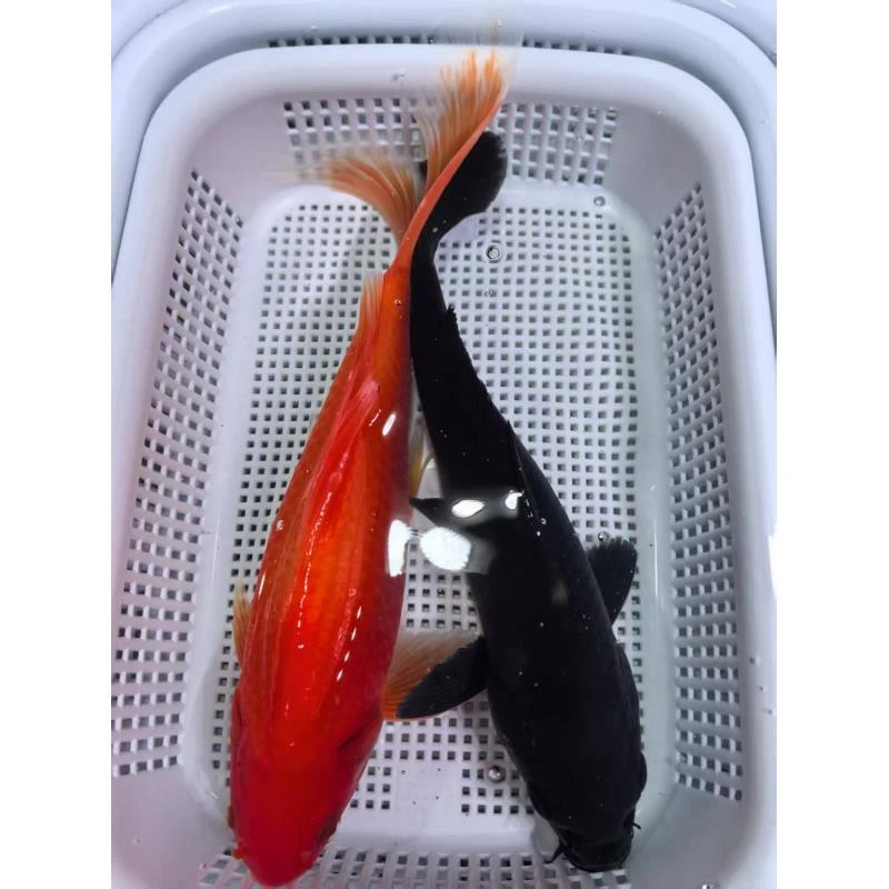 ⑦1条黑金1条冷水鹦鹉18-20公分精品锦鲤鱼