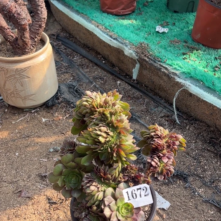 672号万圣节多肉植物老庄