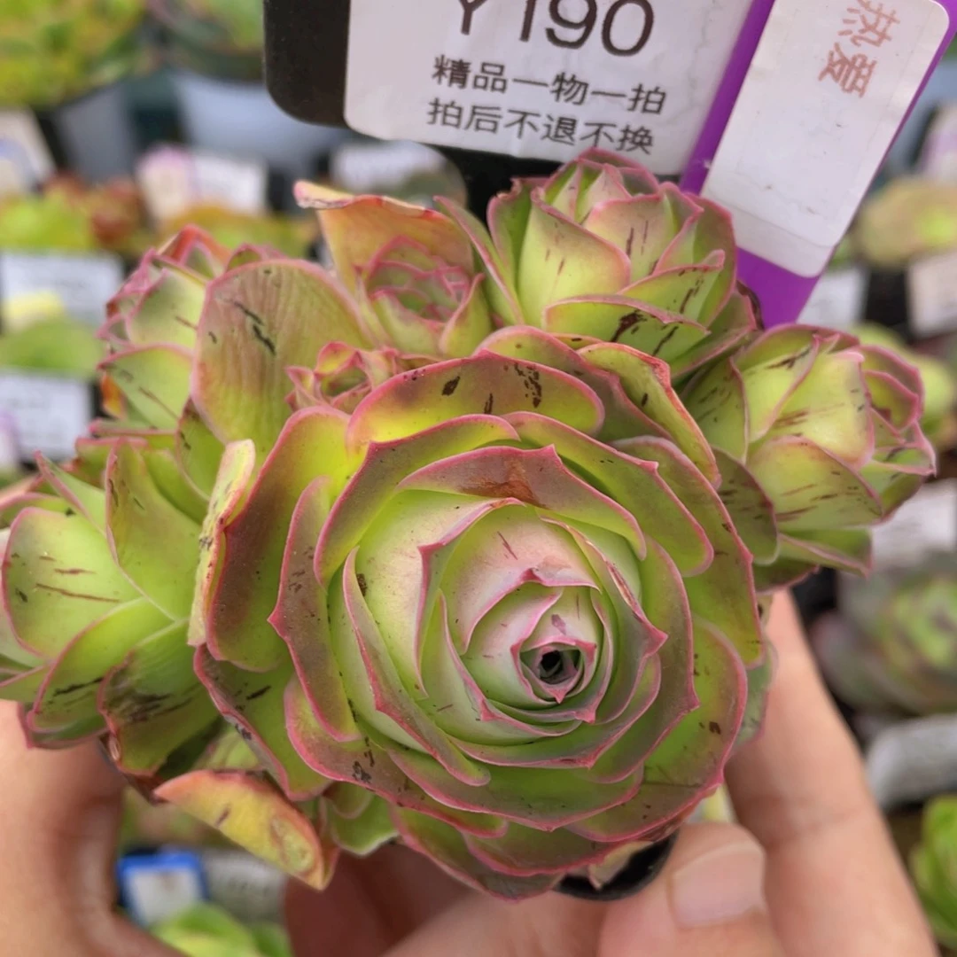 热爱多肉福利190一物一拍