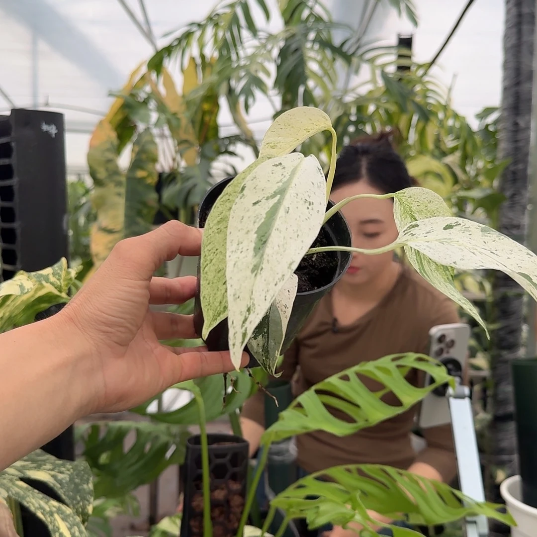 完全开放巴厘岛麒麟尾