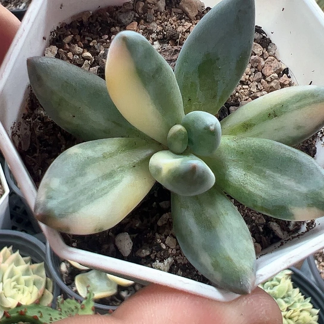 紫丽殿锦 小方花圃一单包邮非偏远！