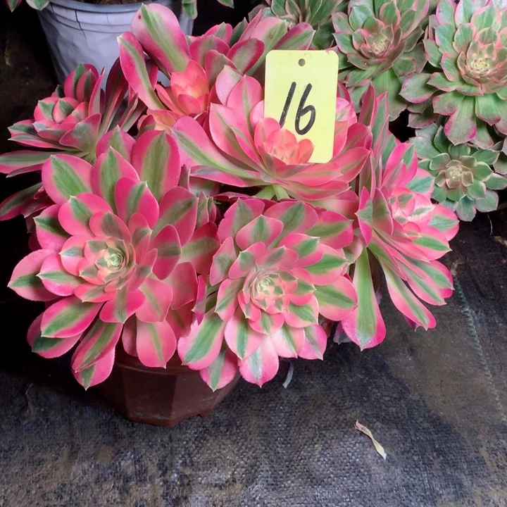 16粉女巫多肉一物一拍～