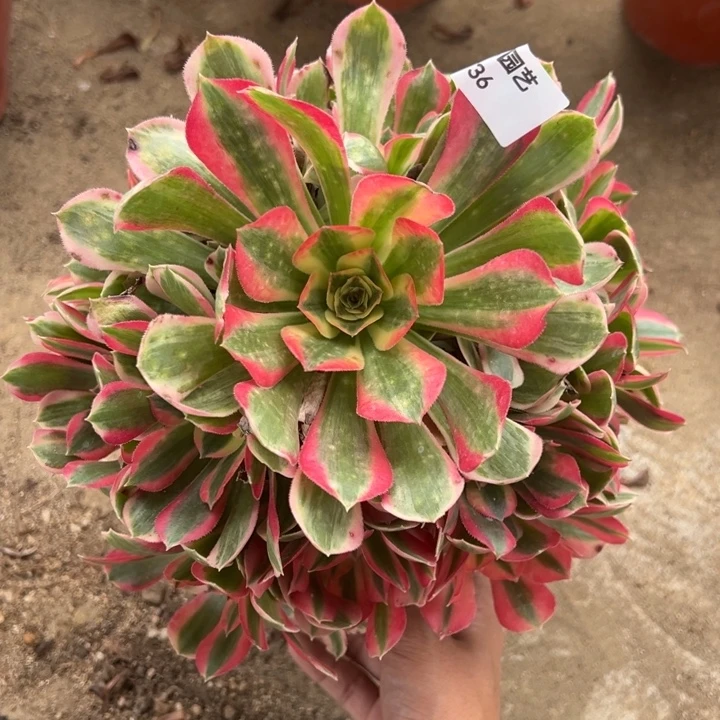 妖月手捧多肉植物036