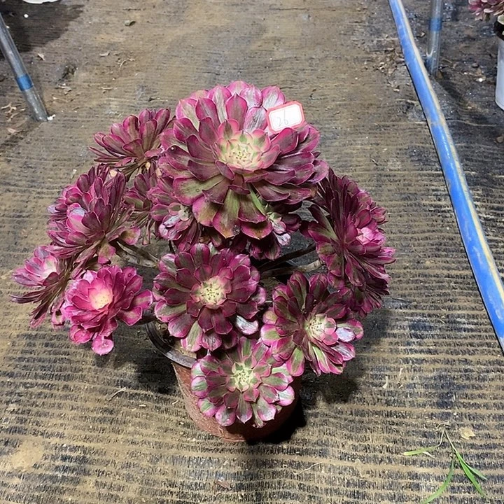 26，红铜白13578899900000