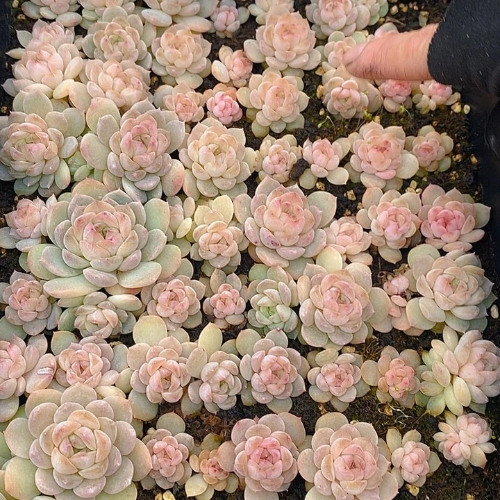 72 多肉植物盆栽花卉植物