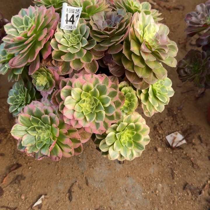 海王441官服25左右2