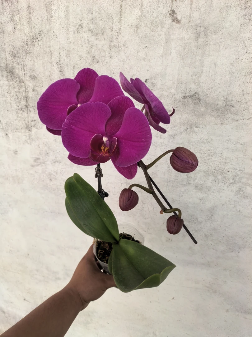 大辣椒，五六朵的，带花带花苞，蝴蝶兰盆栽3.5寸杯，叶片折损无售后