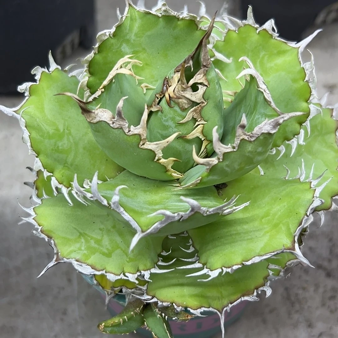 蕾丝一物一拍偏远不包邮不退不换