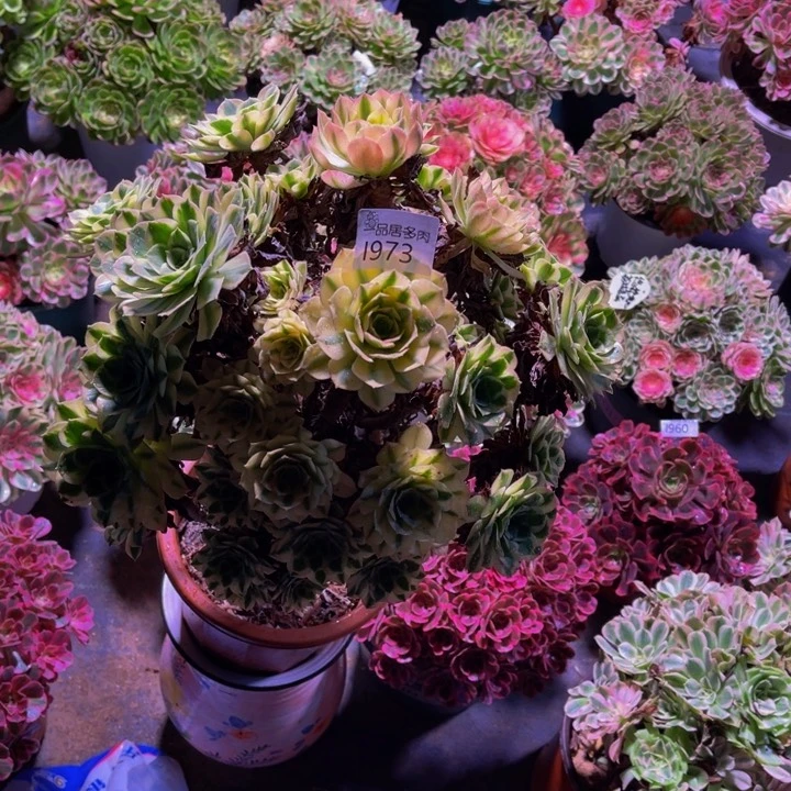 【闪购商品】花****?空调碧玉973顺丰到付