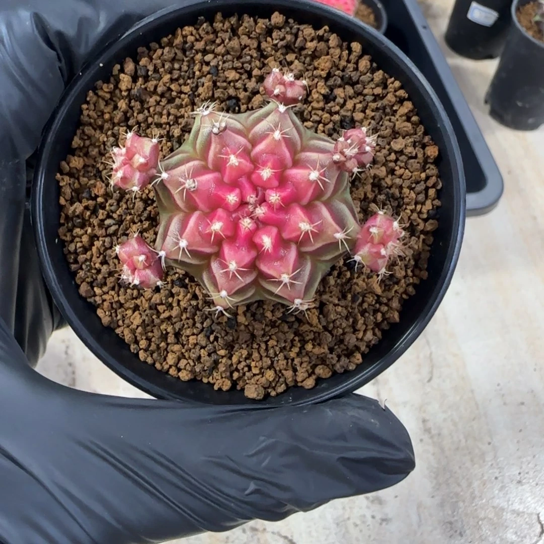 泰系名品侧芽小红帽