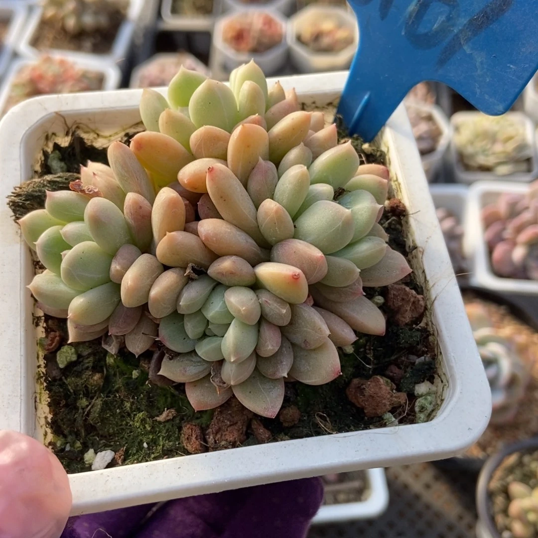 6161百搭翡翠多肉植物