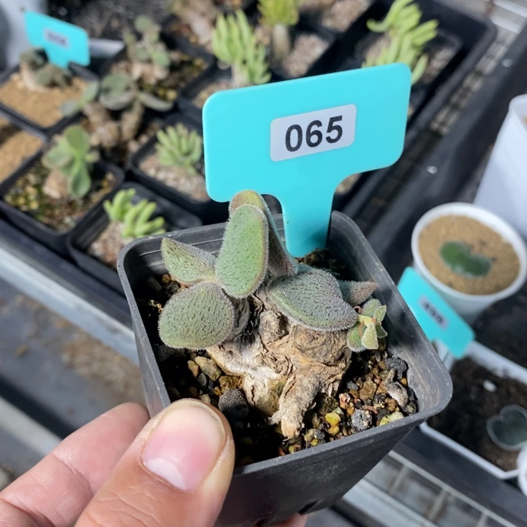 薛辉圣塔产地多肉植物