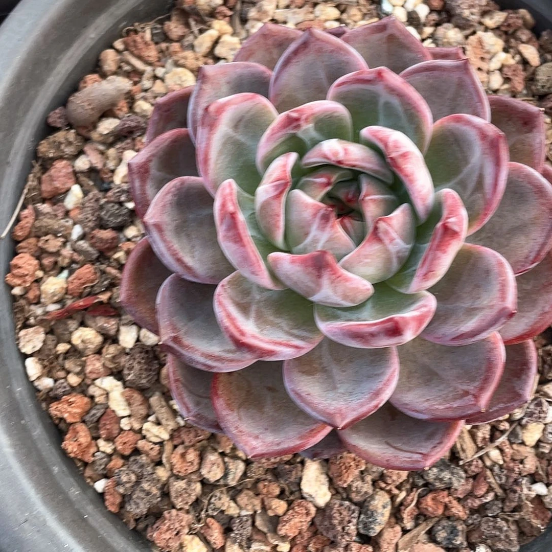 多肉植物一物一拍