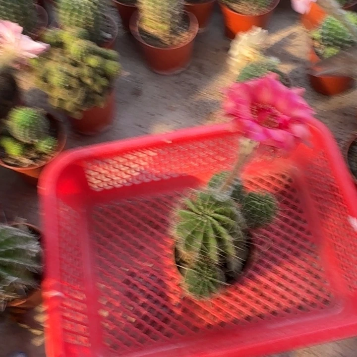 黎***涩彩草哈哈哈哈哈哈哈哈哈