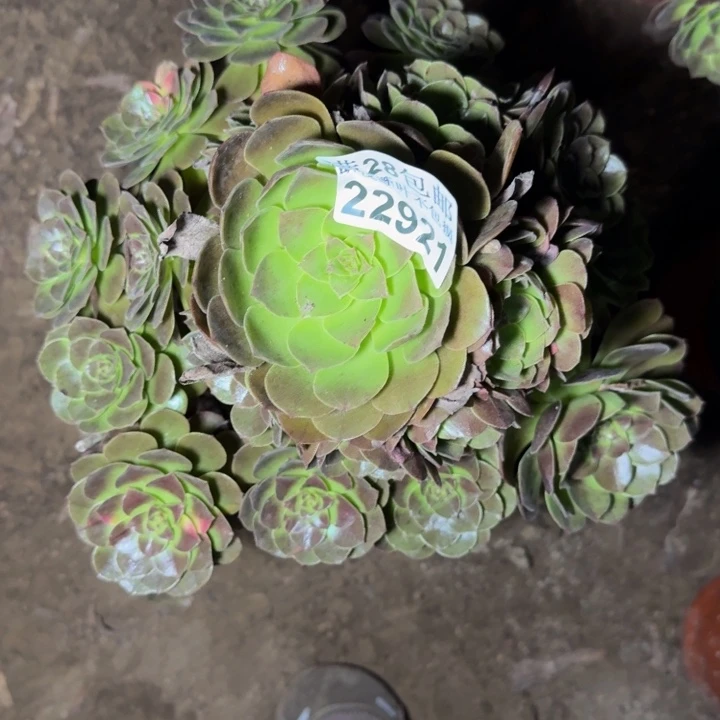 22921黑美人多肉植物