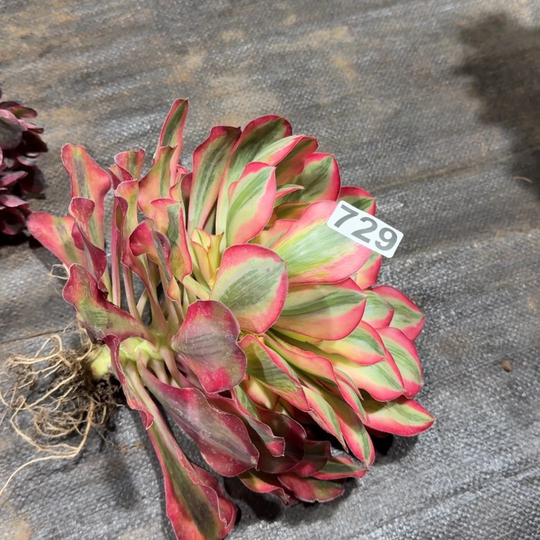 729多肉植物爱丽丝