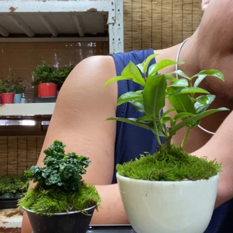 红陶一物一拍所见即所得93