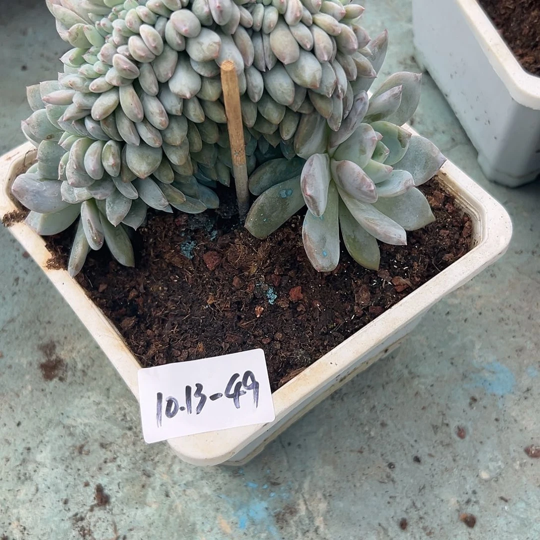 1013-49橙子缀多肉