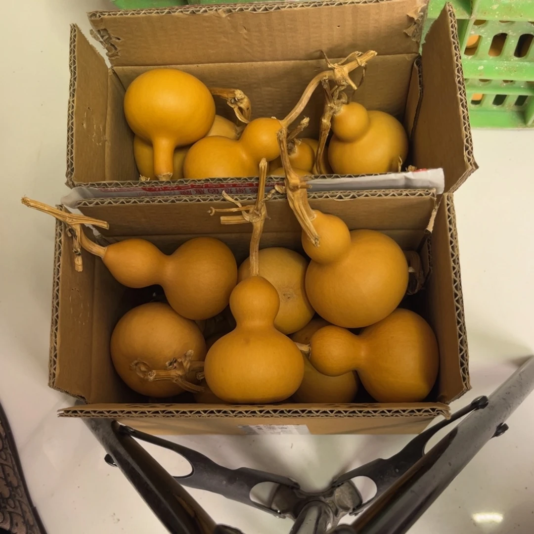 小葫芦啊啊啊啊啊啊啊啊