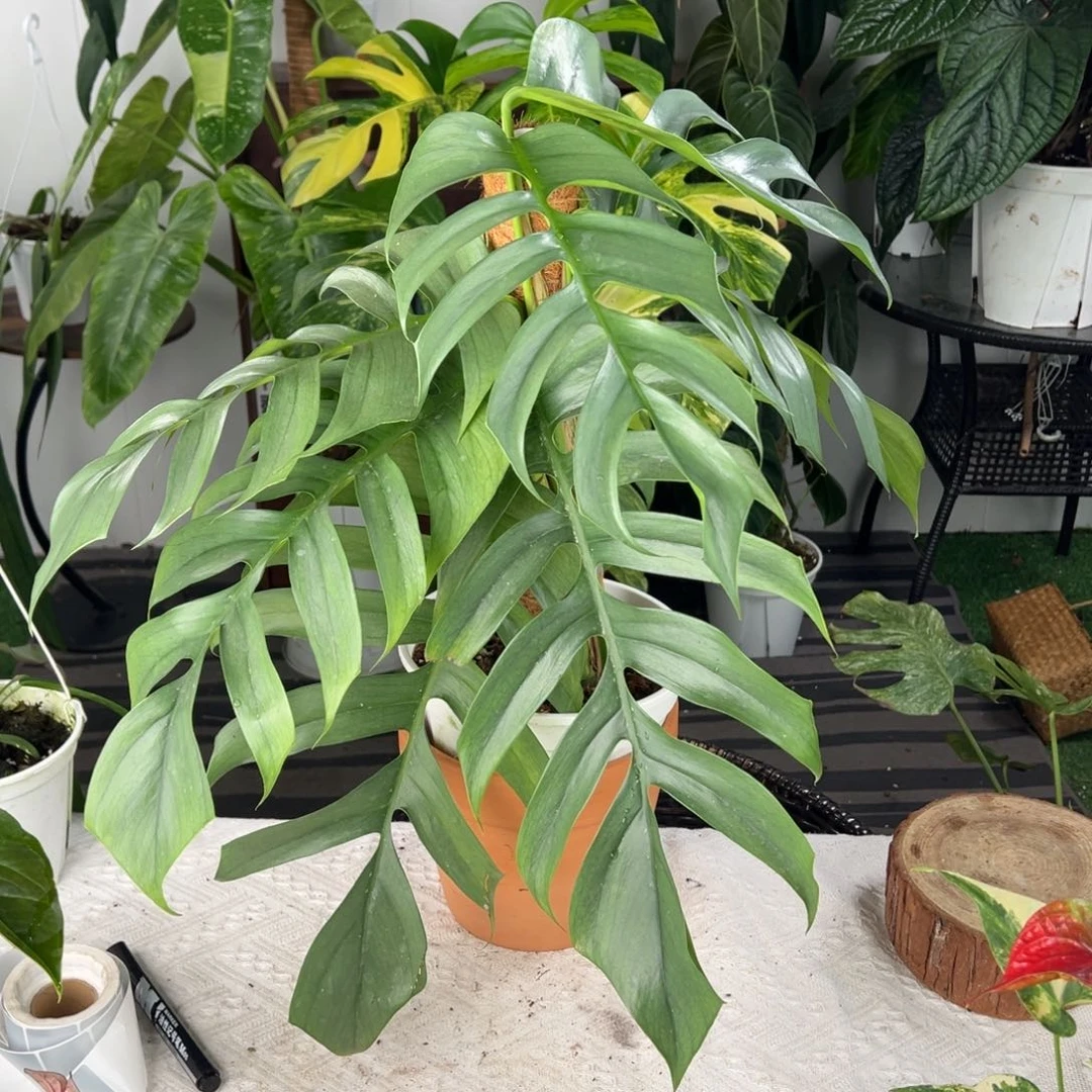 完全开放开大背蓝宿务麒麟尾