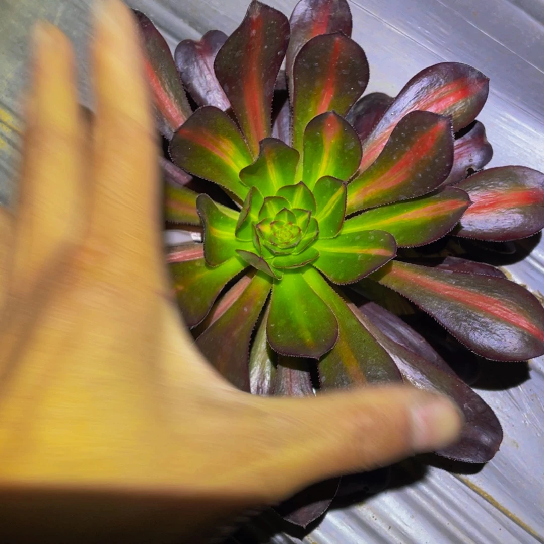 晚霞多肉植物多肉532