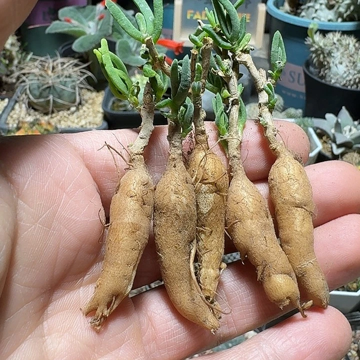 123冰花5个一份脱土发货