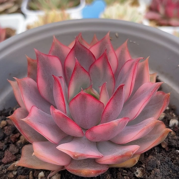 宝莲灯红锦。锦龙多肉园艺