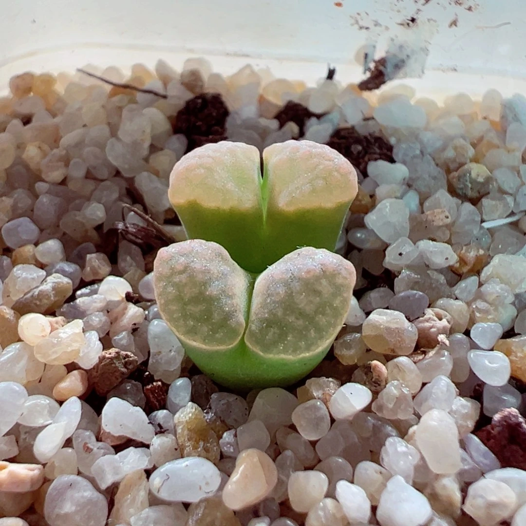 527-342多肉磁铁1.4cm