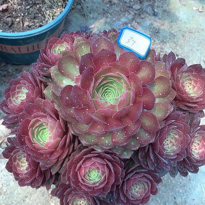 37红魔多肉植物保护