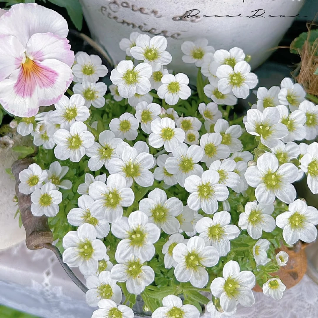 高山虎耳草花卉盆栽多年生庭院阳台耐寒易爆盆好养护高颜值草花