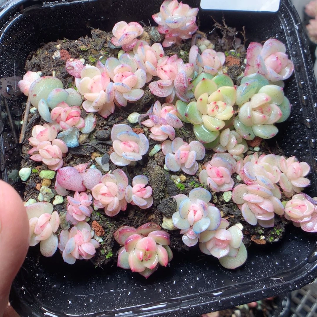 无花朵D162。yyyyyyyyy