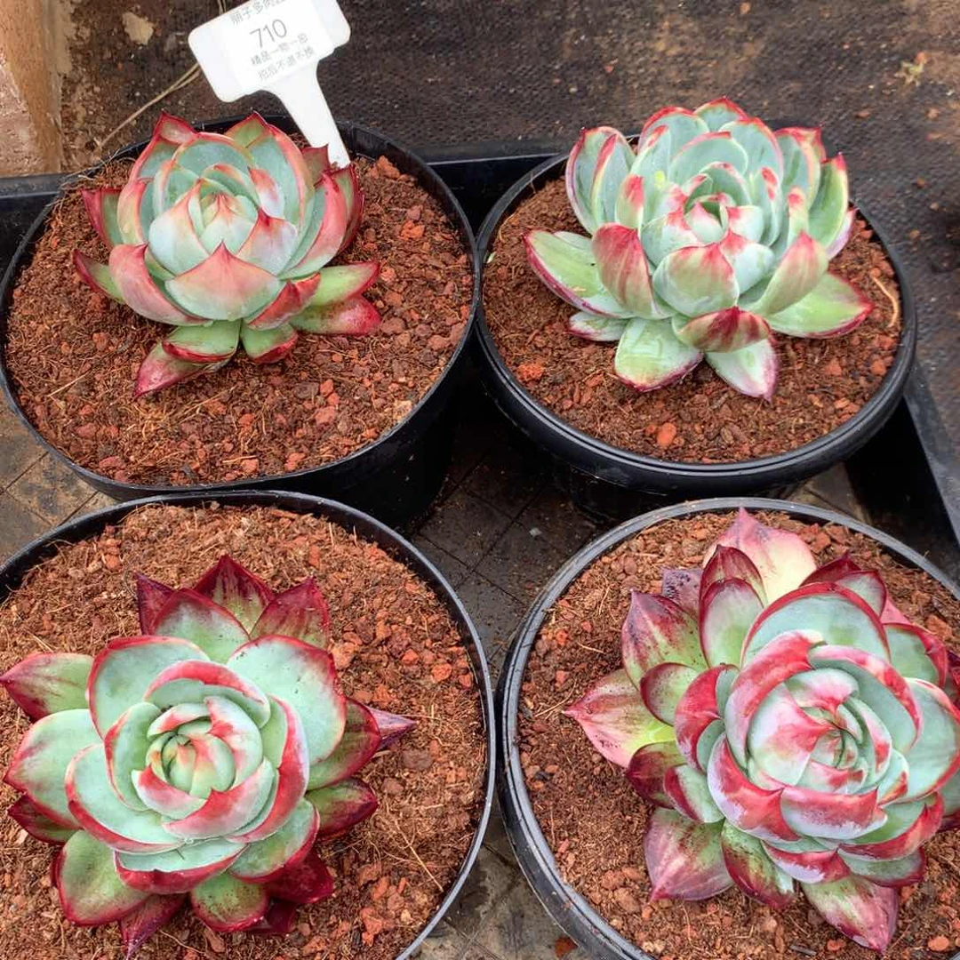 710惊鸿一玉4颗。平均尺寸12。多肉植物