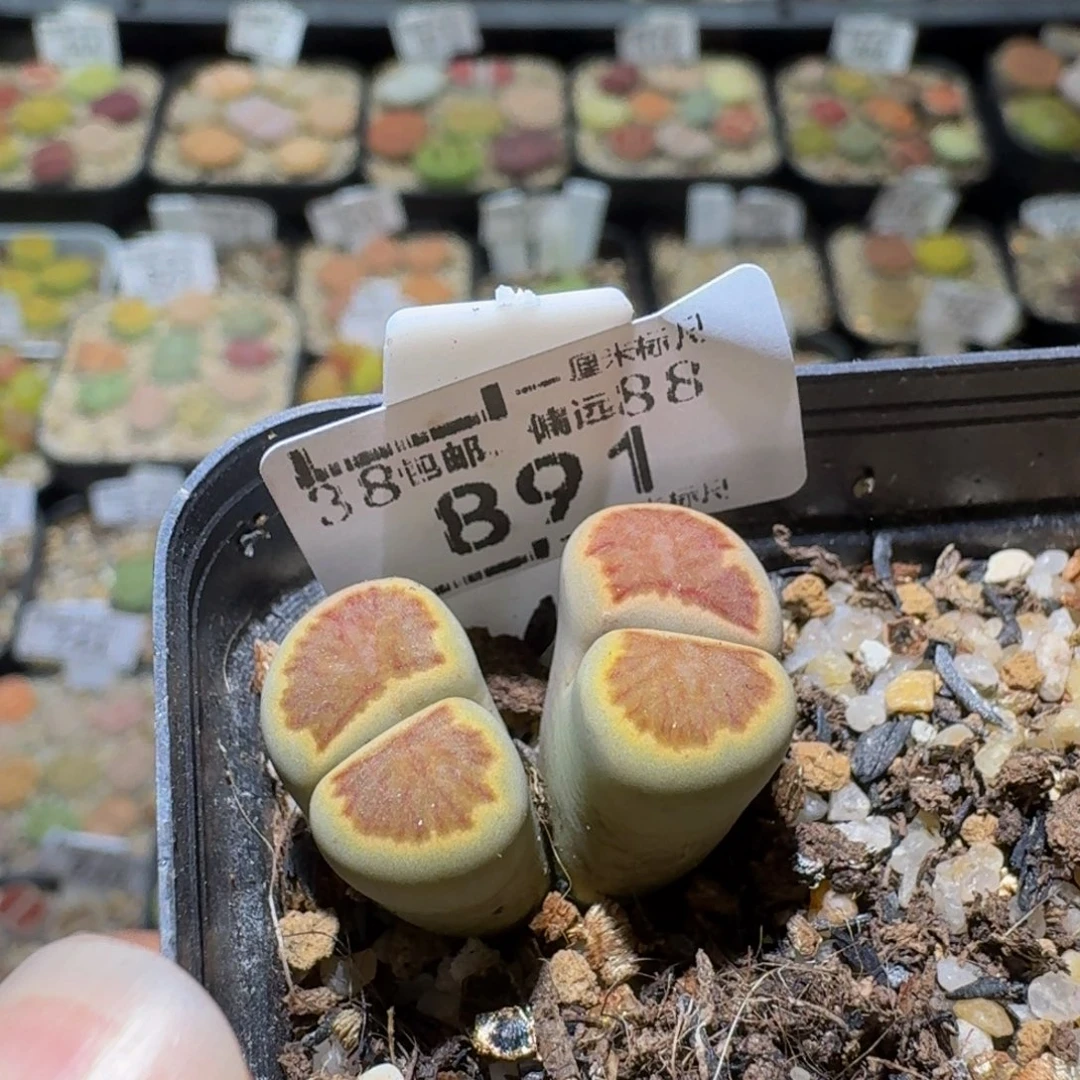 Ssss清仓价便宜了891高特