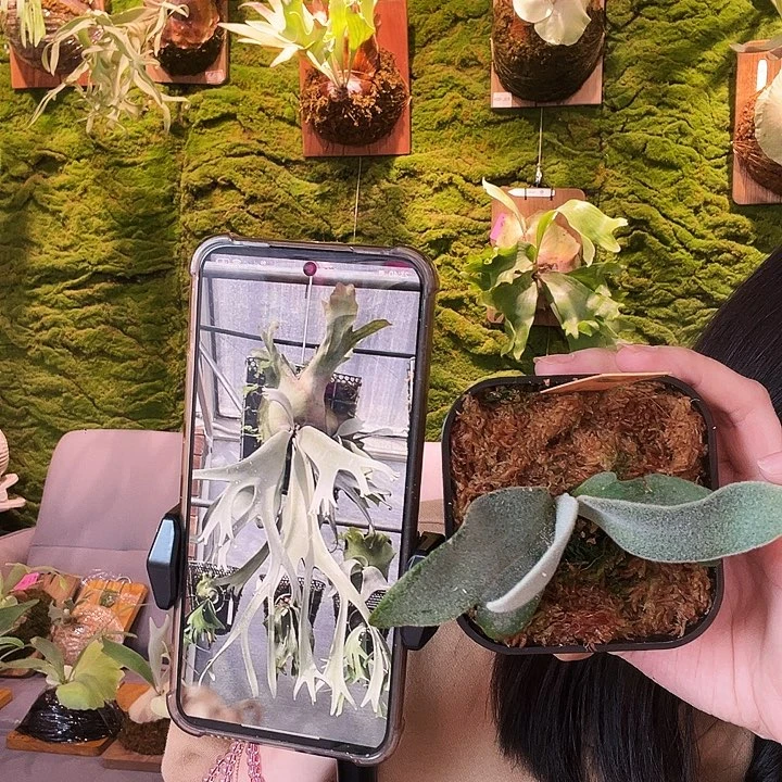 不开花植物劳拉孢子苗