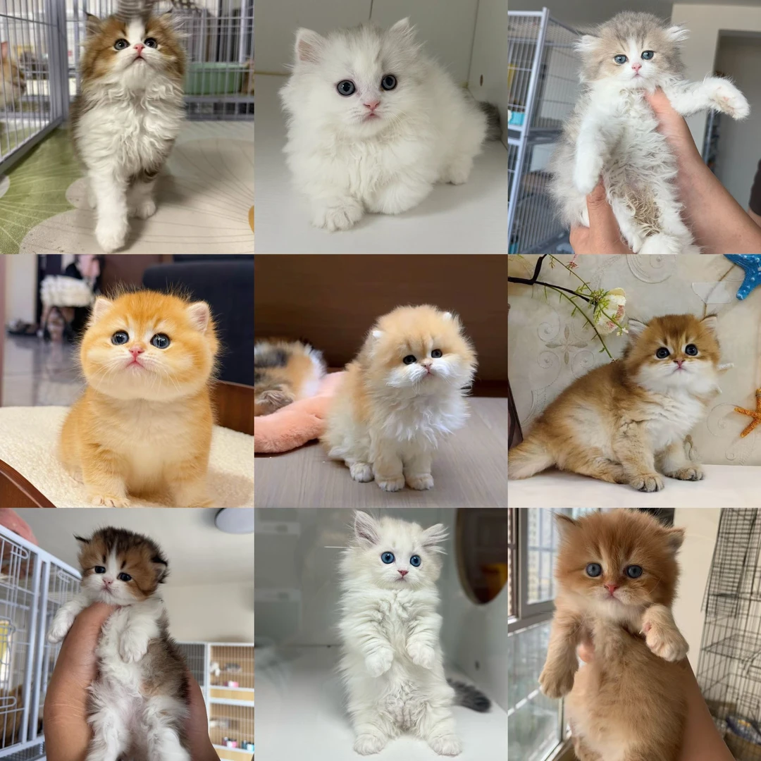 【养一只猫】猫咪活体全款