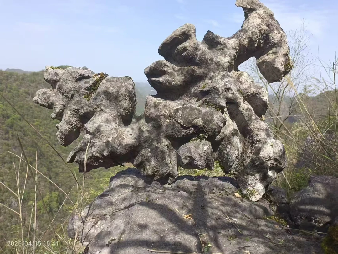 贵州乌蒙磬石天然龟纹石景观石假山石摆附石（一物一拍退货不包邮）