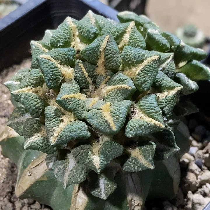 无花朵福利颗粒双头大尤黑牡丹421