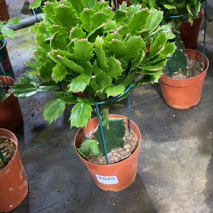 当前无花栽培后可以开花米*米845海浪