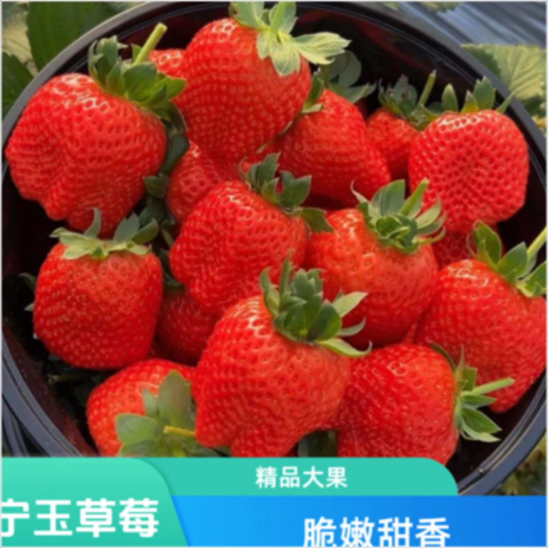 新鲜草莓 奶油红颜草莓1.8斤左右 河南