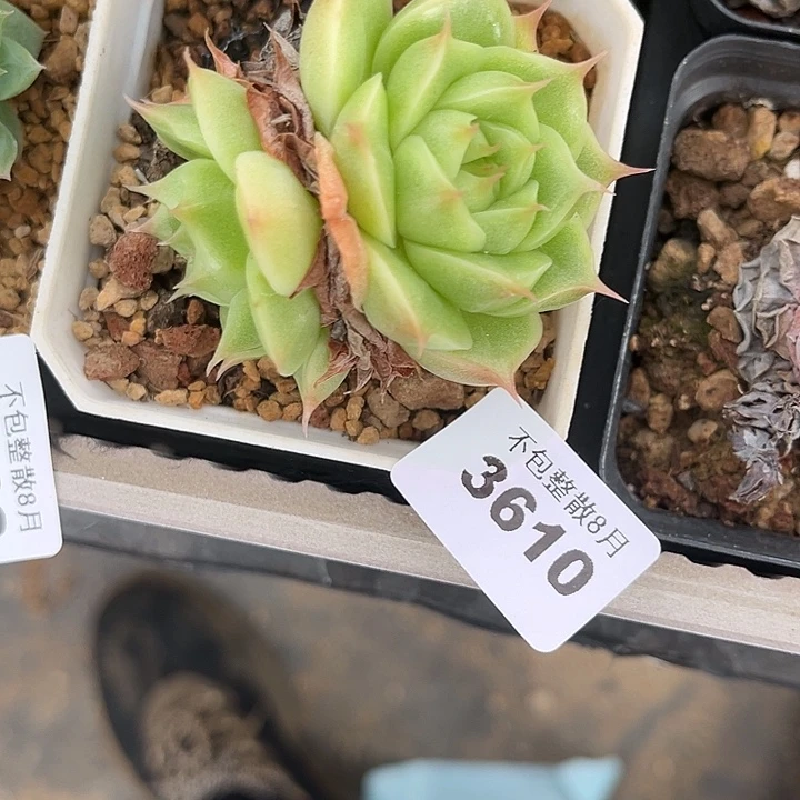 阿雅园艺。      3610